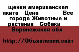 щенки американская акита › Цена ­ 30 000 - Все города Животные и растения » Собаки   . Воронежская обл.